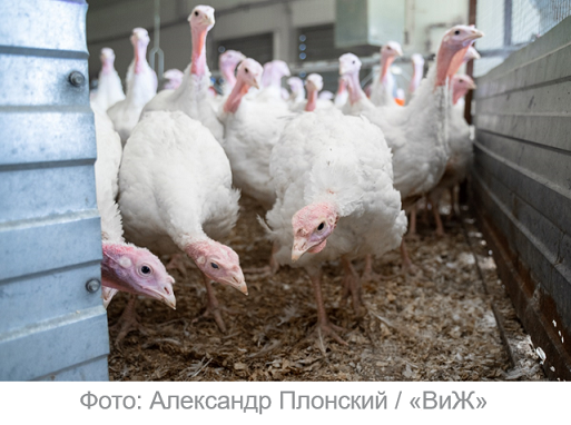Фото ВИЖ